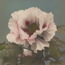 Baumpfingstrose
